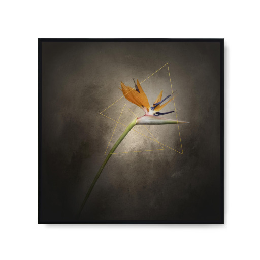 Graceful Strelitzia | Vintage