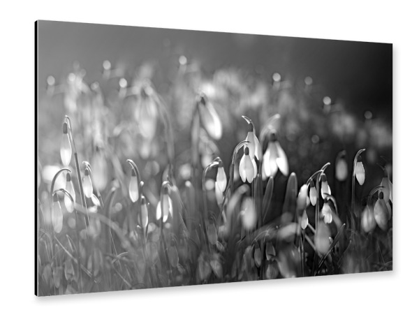 Alu-Dibond "Tränen im Wald" 30x20 cm artboxONE