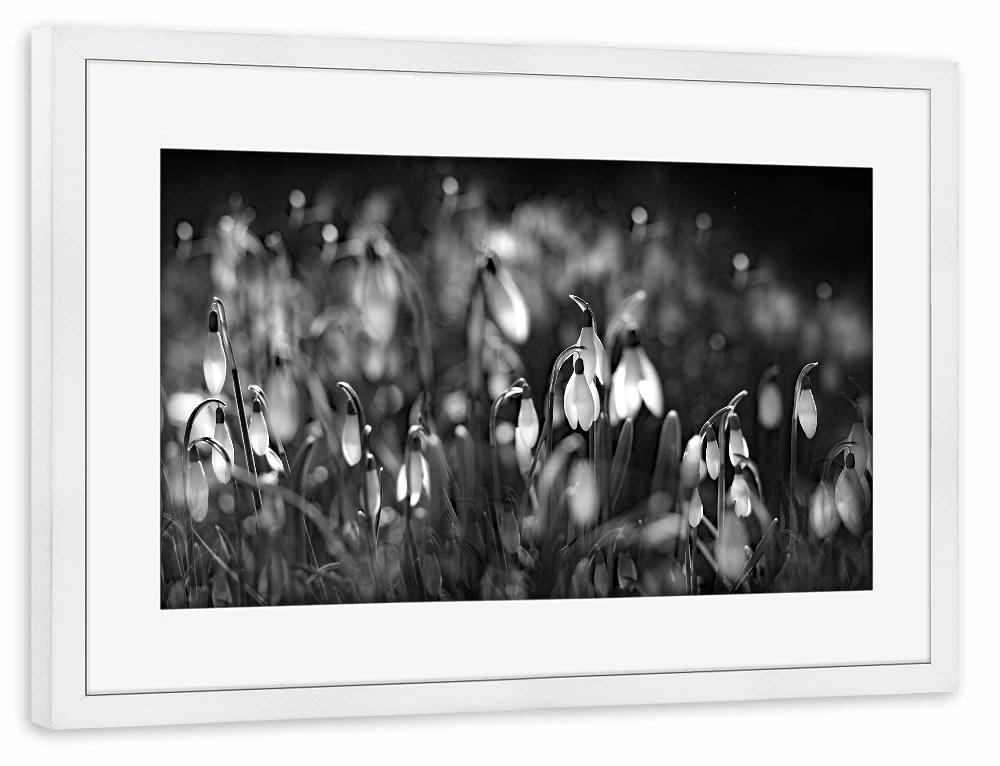 Poster mit Rahmen weiß "Tränen im Wald" artboxONE - Natur,Schwarzweiß - Natur,Schwarzweiss,Schneeglöckchen,Blackandwhite,Nature,Forest,Wald