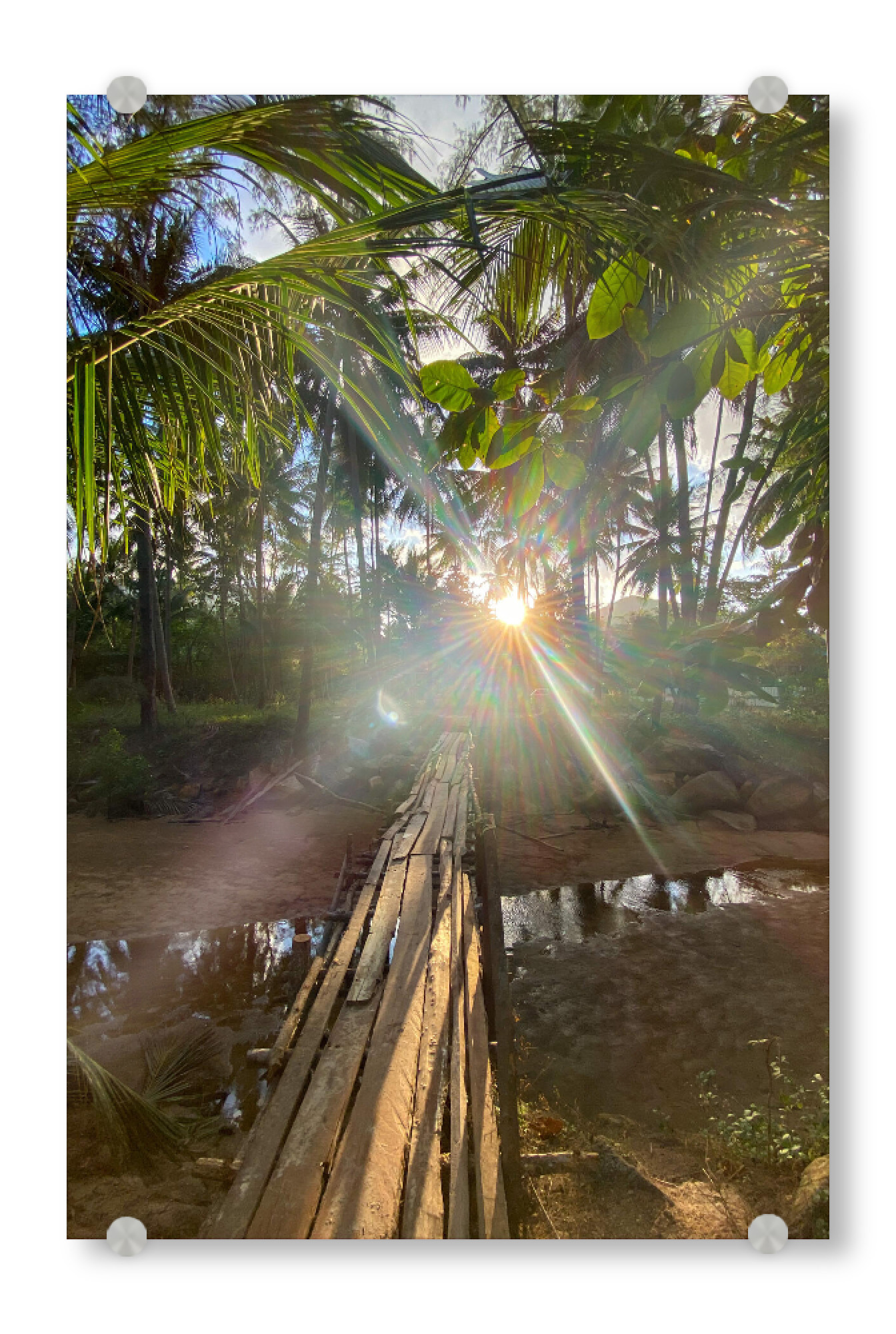 Acrylglasbild "Lightgame" artboxONE - Natur - Thailand,Sun,Light,Lightgames,Palmtrees,Palmen,Natur,Nature,Bäume,Trees,Sunlight,Sonnenlicht