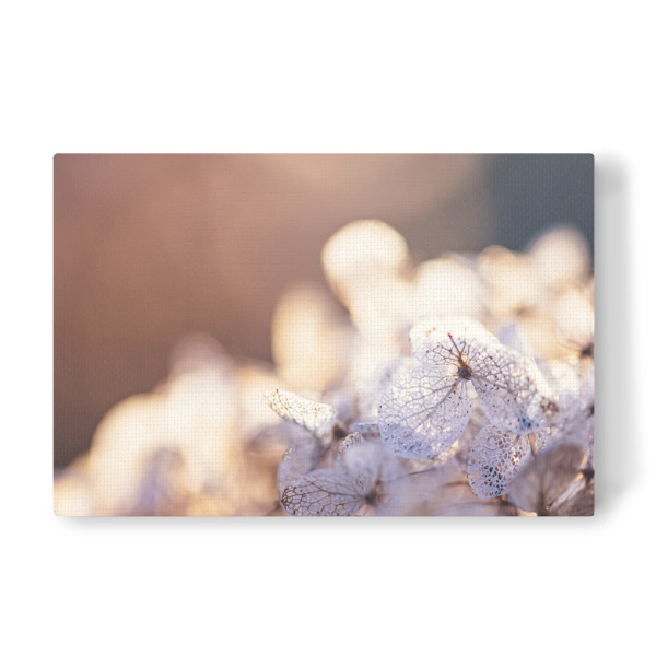 Leinwandbild "Faded And Still Beautiful" artboxONE - Natur,Floral,Für Mama