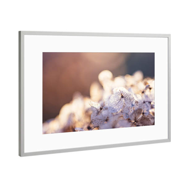 Poster mit Rahmen Silber "Faded And Still Beautiful" artboxONE - Natur,Floral,Für Mama