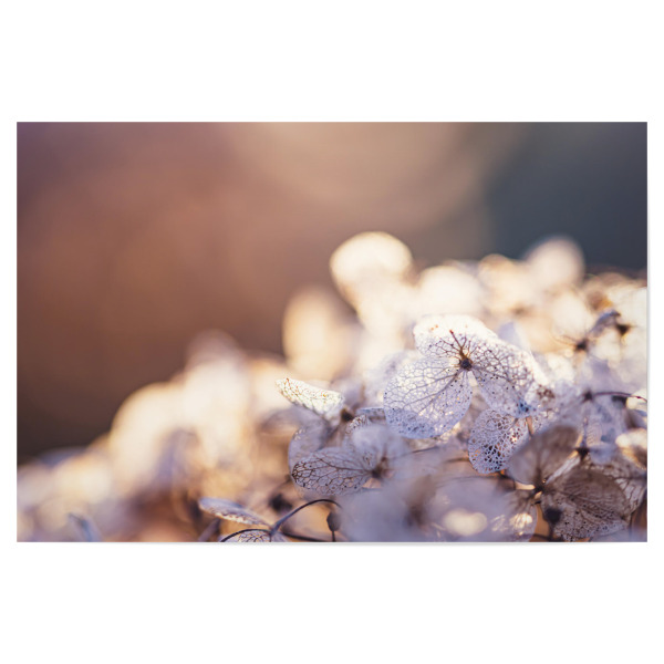 Poster "Faded And Still Beautiful" artboxONE - Natur,Floral,Für Mama