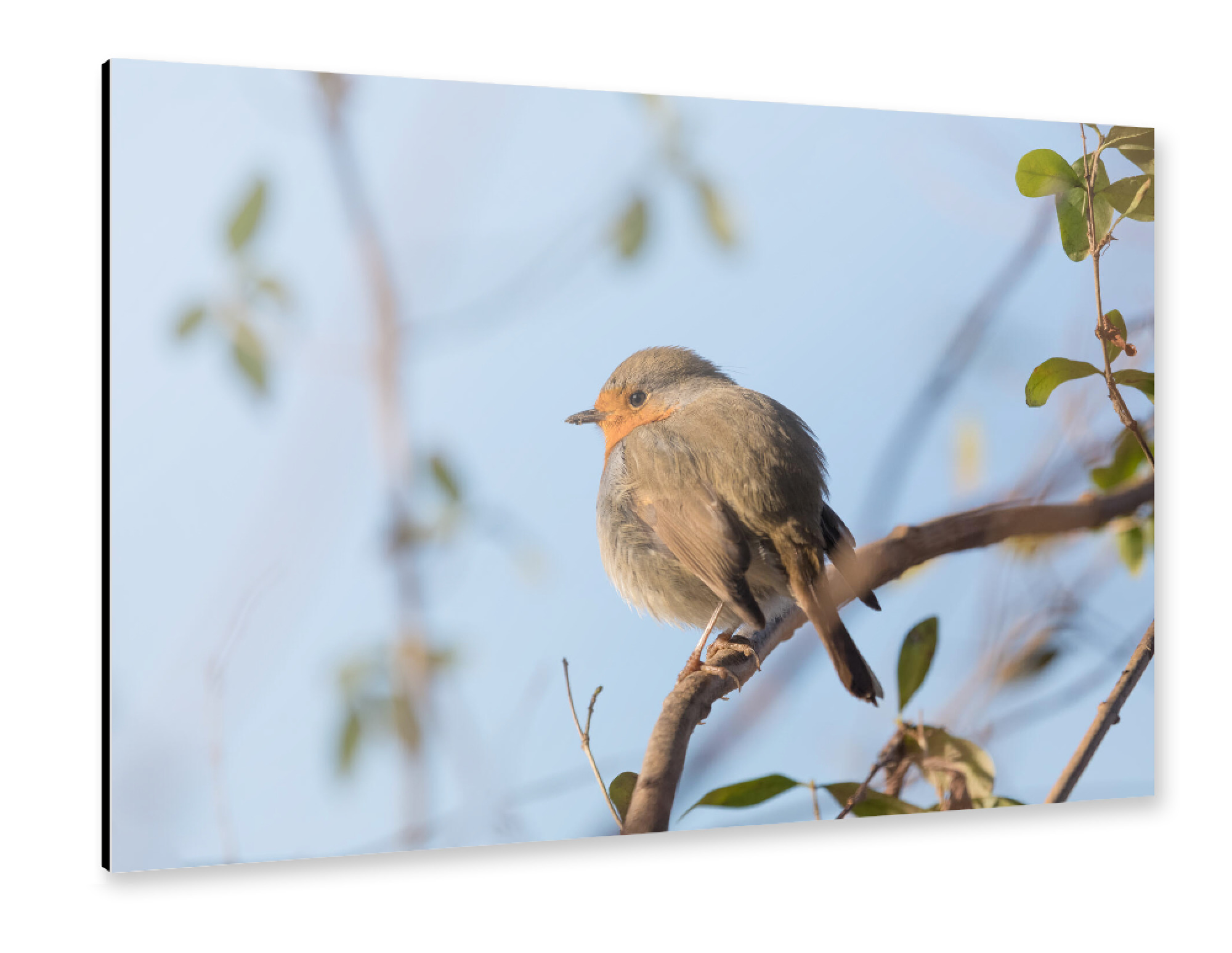 Alu-Dibond "Rotkehlchen Naturfoto" 30x20 cm artboxONE