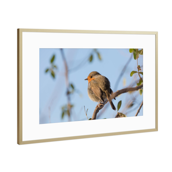 Poster mit Rahmen Gold "Rotkehlchen Naturfoto" artboxONE - Natur,Tiere - Rotkehlchen,Sitzend,Ast,Wildlife,Bird,Vögel,Vogel,Robin,Aufgeplustert