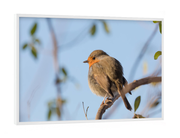 Poster mit weißem Rahmen "Rotkehlchen Naturfoto" artboxONE - Natur,Tiere - Rotkehlchen,Sitzend,Ast,Wildlife,Bird,Vögel,Vogel,Robin,Aufgeplustert