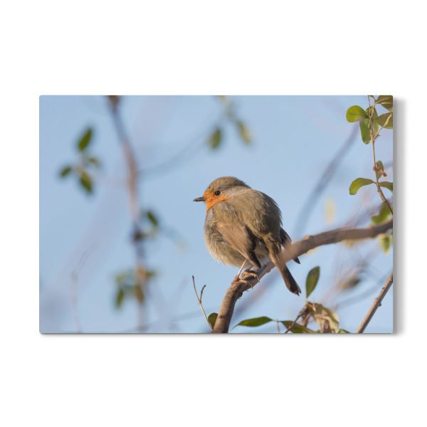 Galerie-Print "Rotkehlchen Naturfoto" 30x20 cm artboxONE