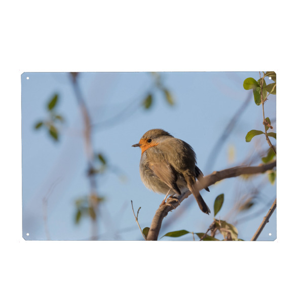 Metall Poster "Rotkehlchen Naturfoto" artboxONE - Natur,Tiere - Rotkehlchen,Sitzend,Ast,Wildlife,Bird,Vögel,Vogel,Robin,Aufgeplustert - Blechschild