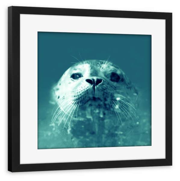 Poster mit Rahmen schwarz "Young turqoise Seal" artboxONE - Natur,Reise,Tiere,Reise / Strand und Meer,Reise / Länder