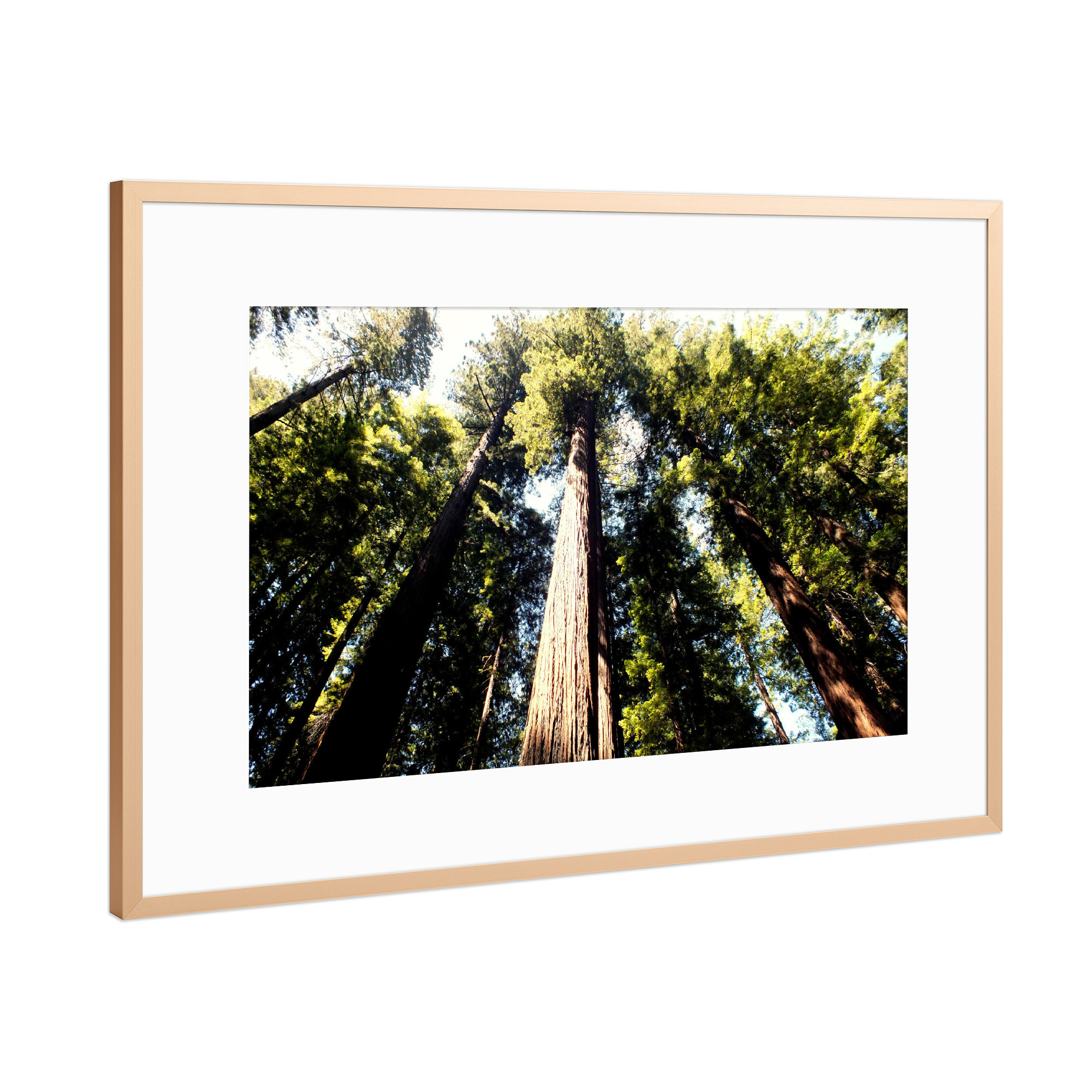 Poster mit Rahmen Kupfer "Pacific Redwoods" artboxONE - Natur,Reise
