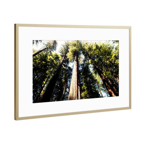 Poster mit Rahmen Gold "Pacific Redwoods" artboxONE - Natur,Reise