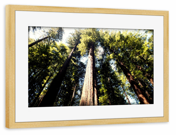 Poster mit Rahmen kiefer "Pacific Redwoods" artboxONE - Natur,Reise