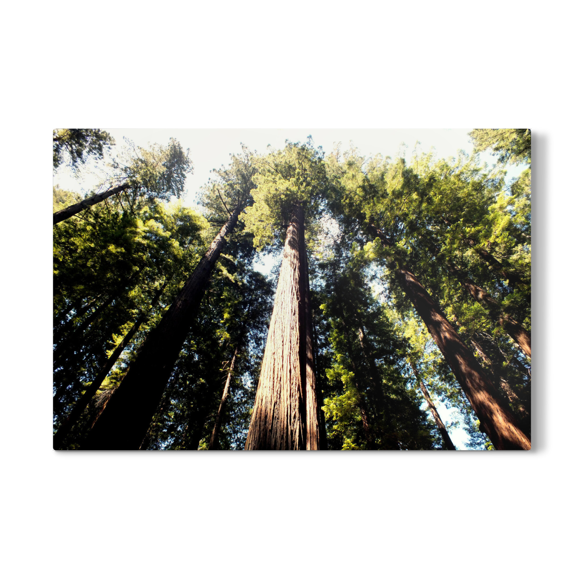 Galerie-Print "Pacific Redwoods" 30x20 cm artboxONE