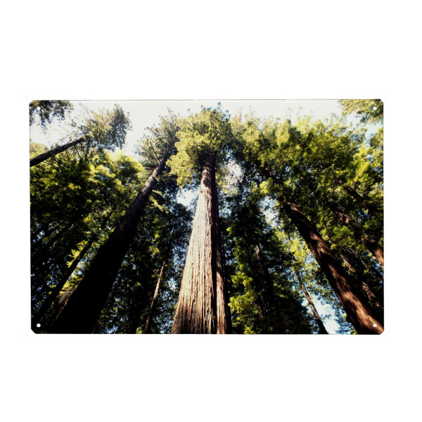 Metall Poster "Pacific Redwoods" artboxONE - Natur,Reise