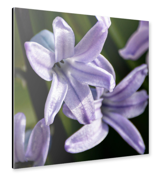 Alu-Dibond "Früblüher" 30x30 cm artboxONE