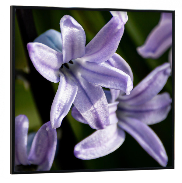 Poster mit schwarzem Rahmen 30x30 cm "Früblüher" artboxONE - Natur,Buchstaben / F