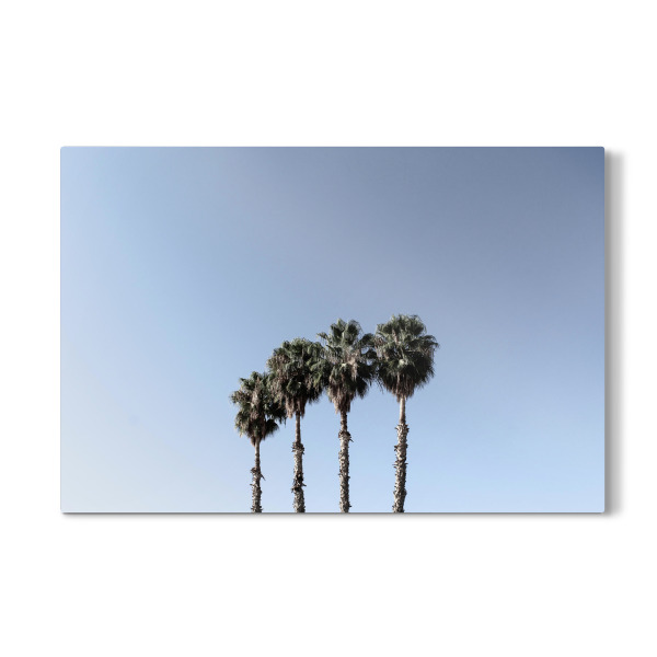 Galerie-Print "Vier Palmen blau/weiß" 30x20 cm artboxONE