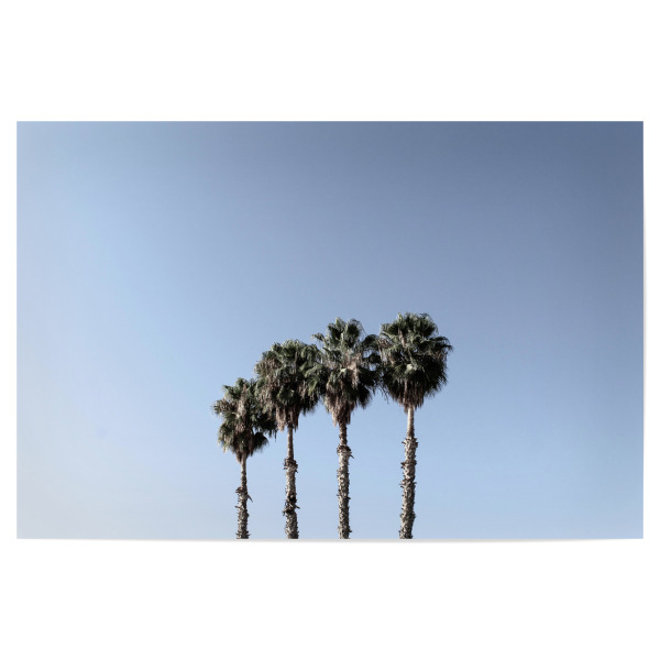 Poster "Vier Palmen blau/weiß" artboxONE - Natur,Reise,Reise / Länder