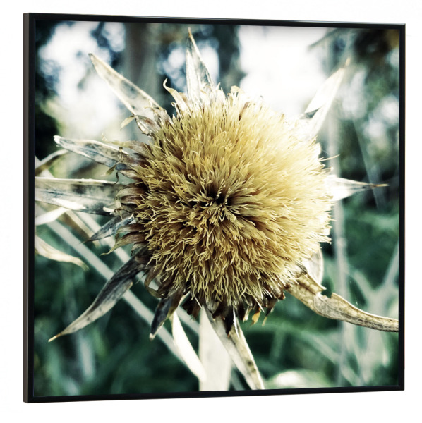 Poster mit schwarzem Rahmen 30x30 cm "Pale Thistle" artboxONE - Natur,Floral