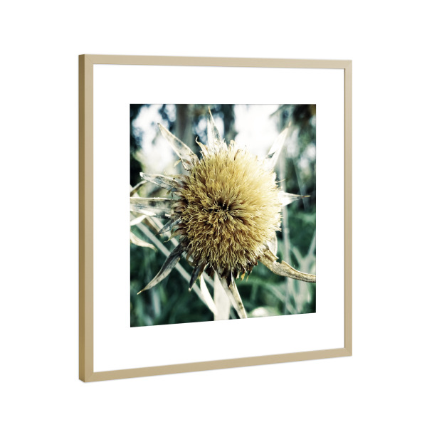 Poster mit Rahmen Gold "Pale Thistle" artboxONE - Natur,Floral