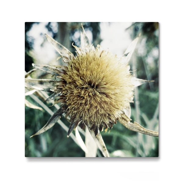 Galerie-Print "Pale Thistle" 30x30 cm artboxONE