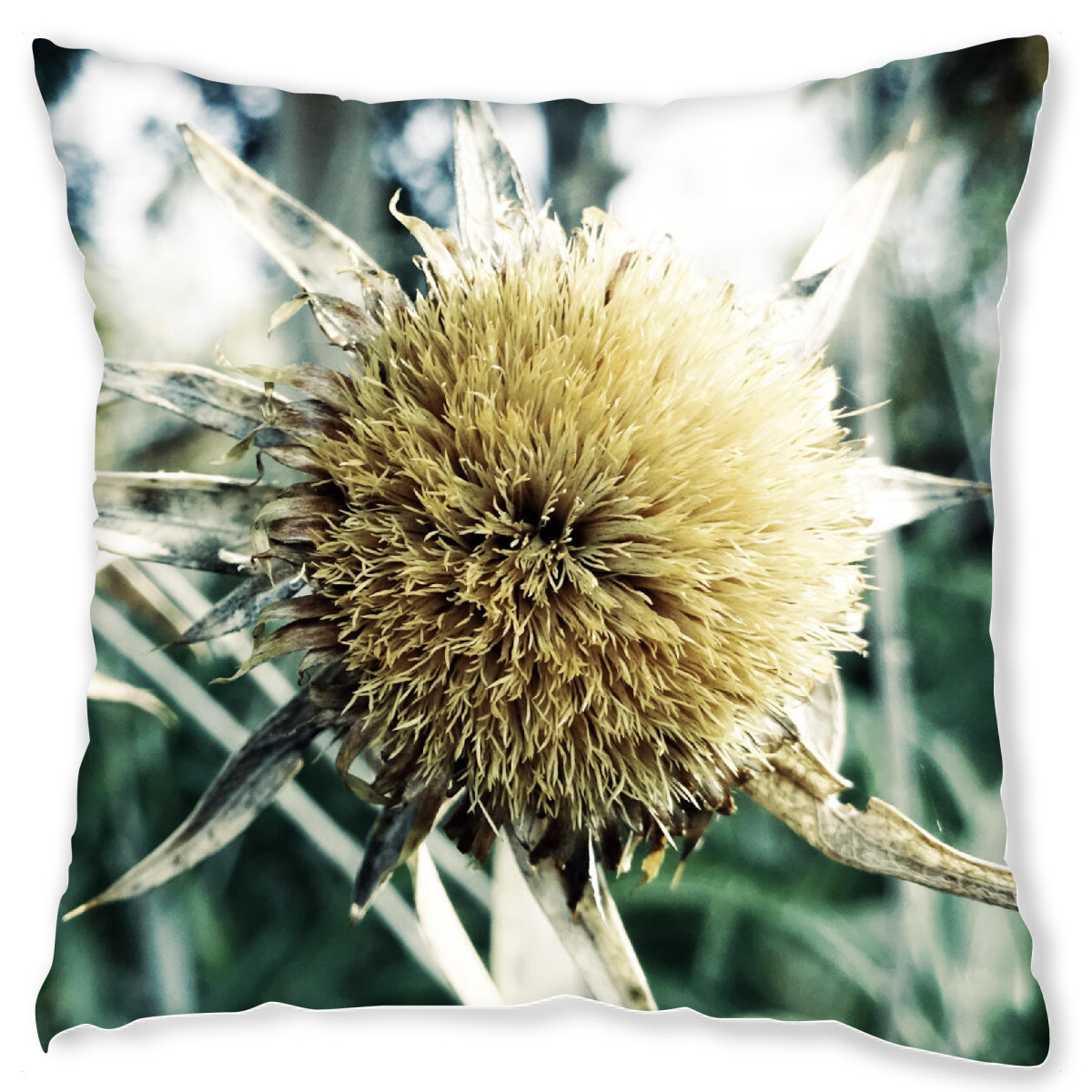 Design-Kissen "Pale Thistle" artboxONE - Natur,Floral