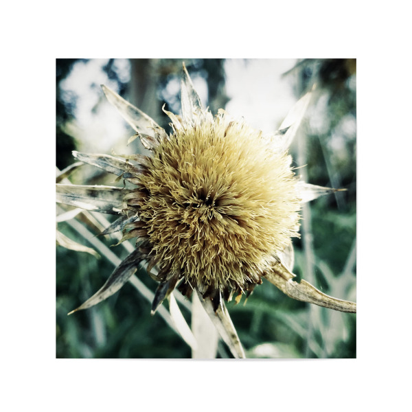 Poster 20x20 cm "Pale Thistle" artboxONE - Natur,Floral