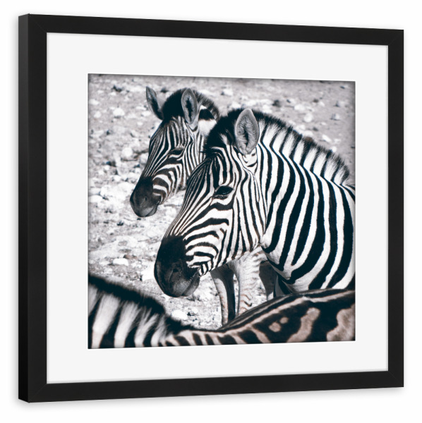 Poster mit Rahmen schwarz "Zebras at Etosha" artboxONE - Tiere,Schwarzweiß,Reise / Afrika