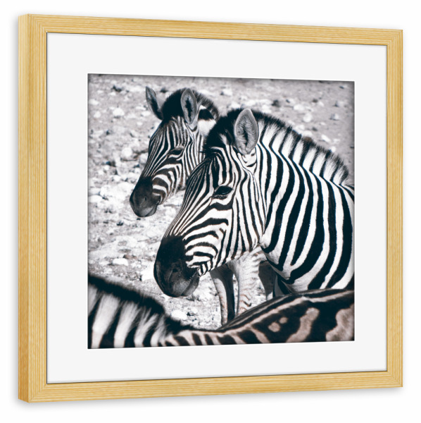Poster mit Rahmen kiefer "Zebras at Etosha" artboxONE - Tiere,Schwarzweiß,Reise / Afrika