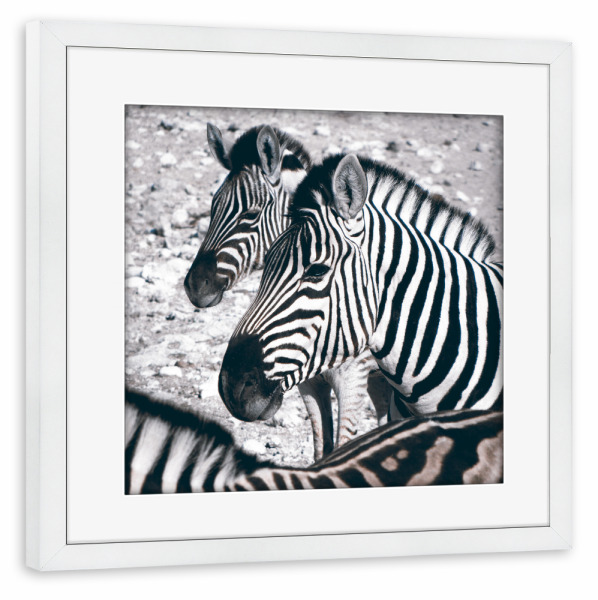 Poster mit Rahmen weiß "Zebras at Etosha" artboxONE - Tiere,Schwarzweiß,Reise / Afrika