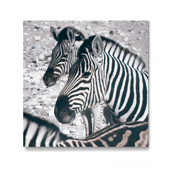 Galerie-Print "Zebras at Etosha" 30x30 cm artboxONE
