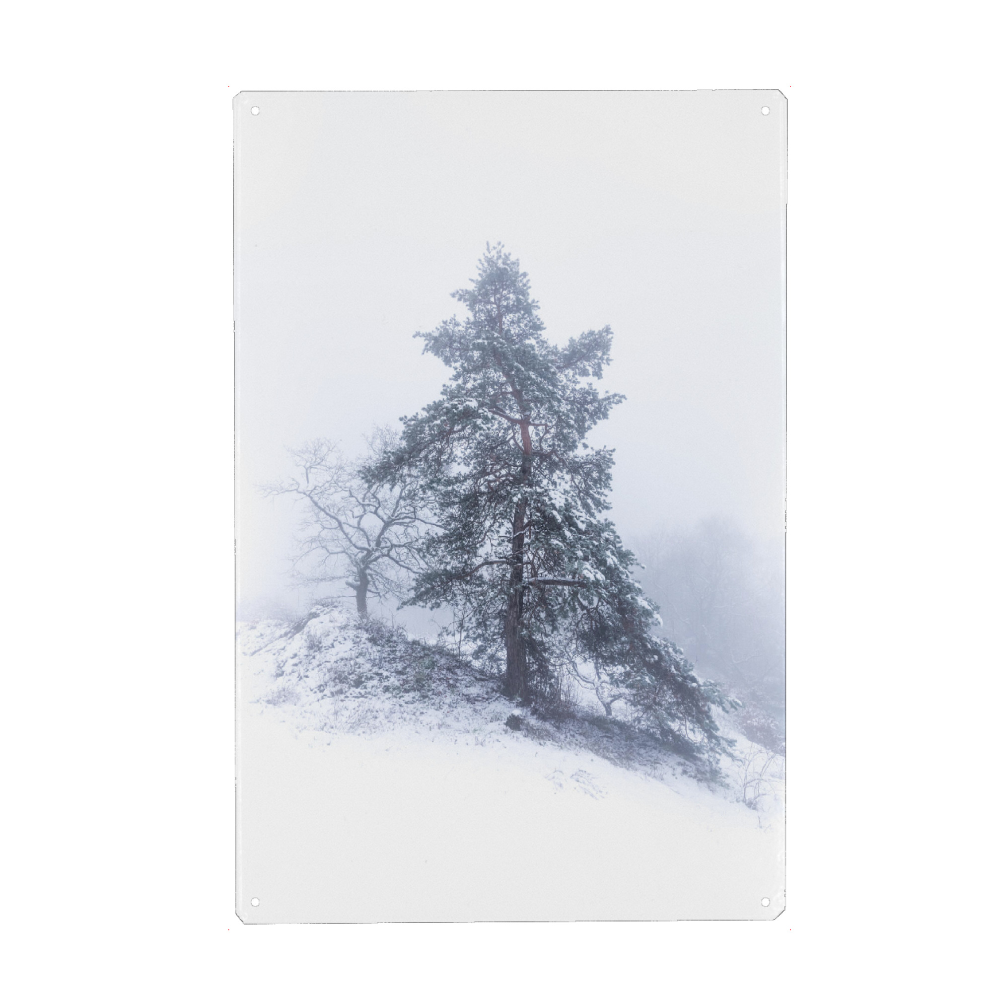 Metall Poster "Winternebel" artboxONE - Natur - Baum,Kiefer,Winter,Nebel,Nebelig,Frost,Kalt,Naturfotografie,Nadelbaum,Tree,Snow,Schnee,Wald,Forest