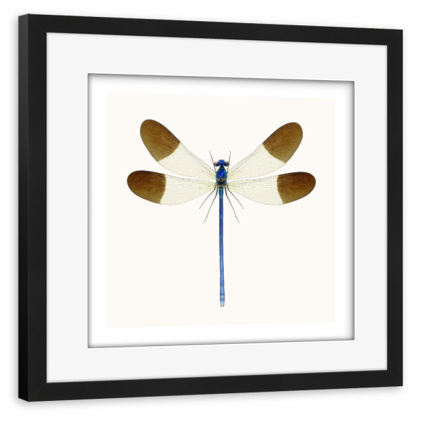 Poster mit Rahmen schwarz "Calopteryx splendens" artboxONE - Natur,Tiere