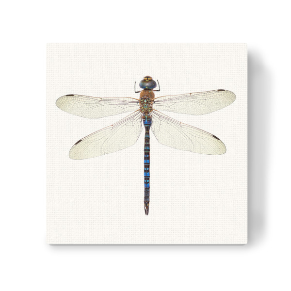 Leinwandbild "Aeshna cyanea (blau-schwarz)" artboxONE - Natur,Tiere