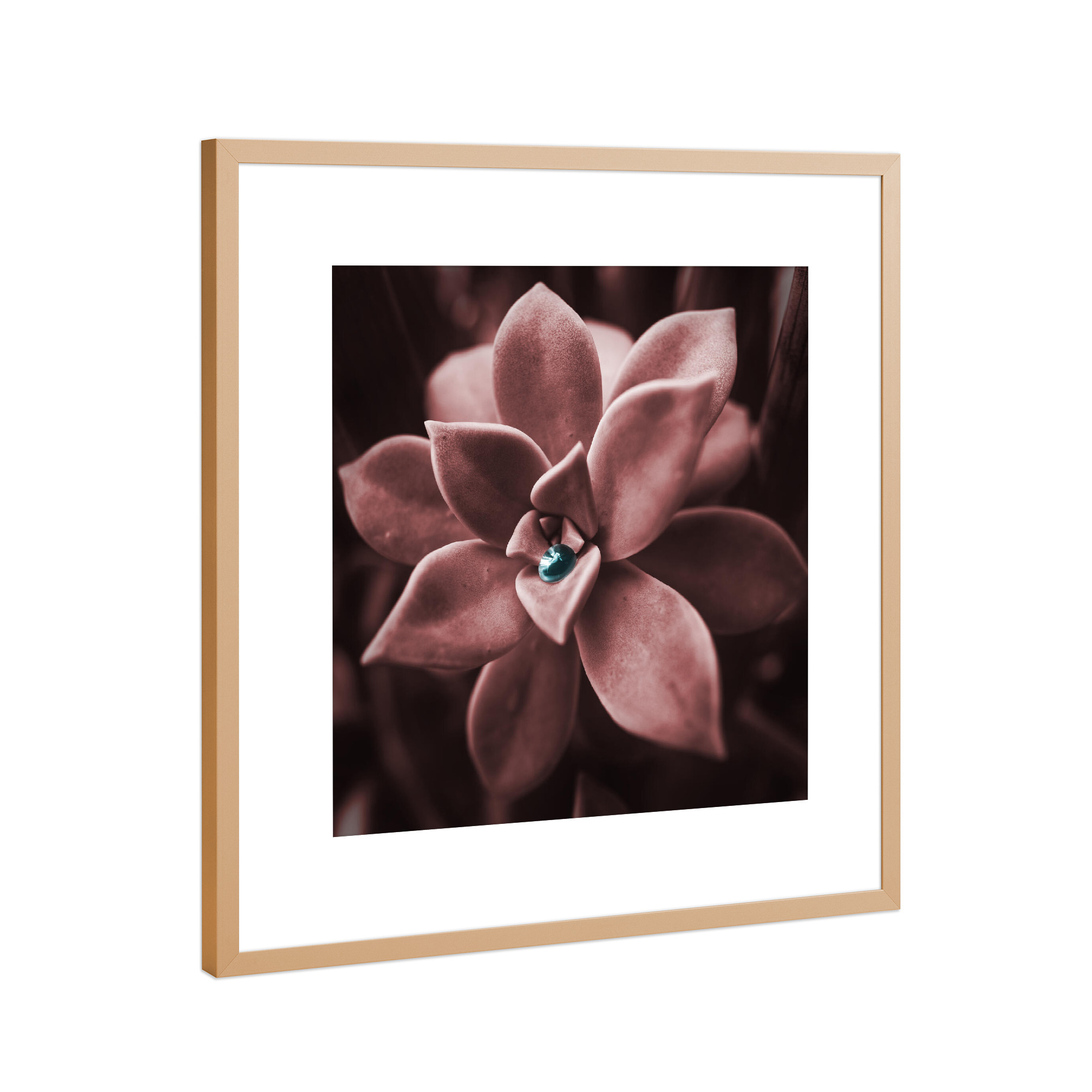 Poster mit Rahmen Kupfer "Rose Succulent" artboxONE - Natur,Floral