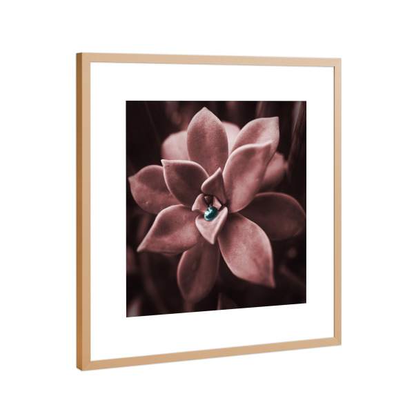 Poster mit Rahmen Kupfer "Rose Succulent" artboxONE - Natur,Floral