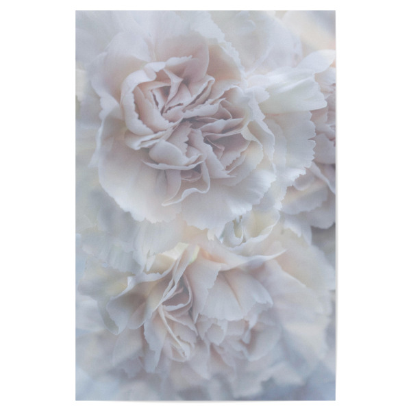 Poster 30x20 cm "Mystic Carnation" artboxONE - Natur,Floral - Nelke,Blume,Floral,Feminin,Frühling,Pastell,Pastellfarben,Blumen,Flowers