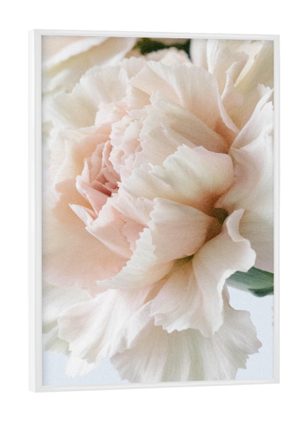 Poster mit weißem Rahmen "Blurry Carnation" artboxONE - Natur,Floral