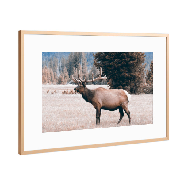 Poster mit Rahmen Kupfer "Wapiti Elk, Yellowstone" artboxONE - Tiere,Reise / Länder