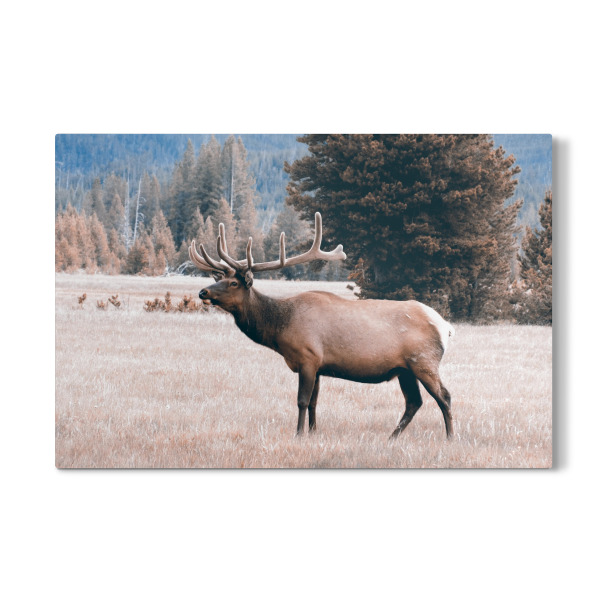 Galerie-Print "Wapiti Elk, Yellowstone" 30x20 cm artboxONE