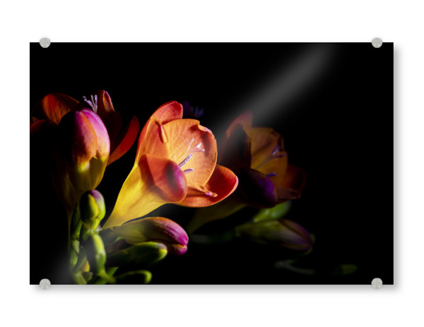 Acrylglasbild "Colorful Freesia" artboxONE - Natur,Floral