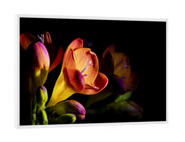 Poster mit weißem Rahmen "Colorful Freesia" artboxONE - Natur,Floral