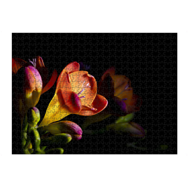 artboxONE Puzzle "Colorful Freesia" artboxONE - Natur,Floral