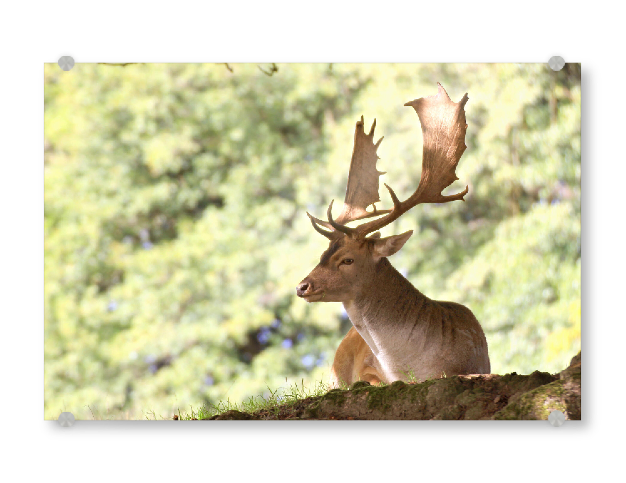 Acrylglasbild "Damwild-Hirsch" artboxONE - Natur,Tiere - Nature,Forest,Wald,Hirsch,Deer,Calm,Tier,Animal,Reh,Natur