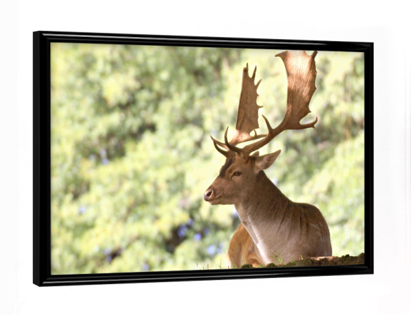 Poster mit schwarzem Rahmen "Damwild-Hirsch" artboxONE - Natur,Tiere - Nature,Forest,Wald,Hirsch,Deer,Calm,Tier,Animal,Reh,Natur