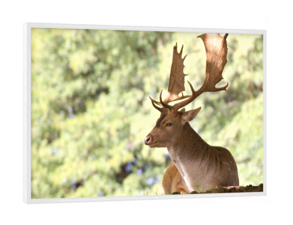 Poster mit weißem Rahmen "Damwild-Hirsch" artboxONE - Natur,Tiere - Nature,Forest,Wald,Hirsch,Deer,Calm,Tier,Animal,Reh,Natur