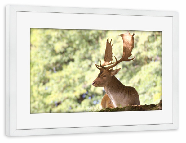 Poster mit Rahmen weiß "Damwild-Hirsch" artboxONE - Natur,Tiere - Nature,Forest,Wald,Hirsch,Deer,Calm,Tier,Animal,Reh,Natur