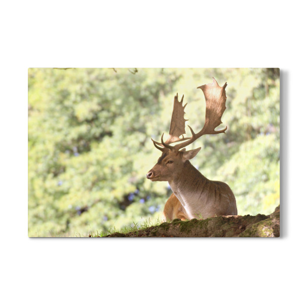 Galerie-Print "Damwild-Hirsch" 30x20 cm artboxONE