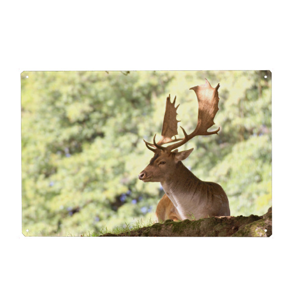 Holzbild "Damwild-Hirsch" artboxONE - Natur,Tiere - Nature,Forest,Wald,Hirsch,Deer,Calm,Tier,Animal,Reh,Natur