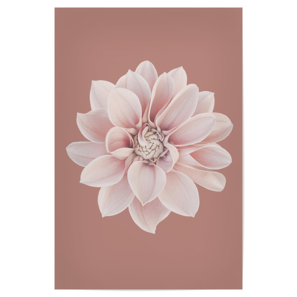Poster "Dahlientraum" artboxONE - Natur,Floral - Dahlia,Dahlie,Rot,Rosa,Terrakotta,Blume,Flower,Floral,Natur,Nature,Closeup,Nahaufnahme,Boho